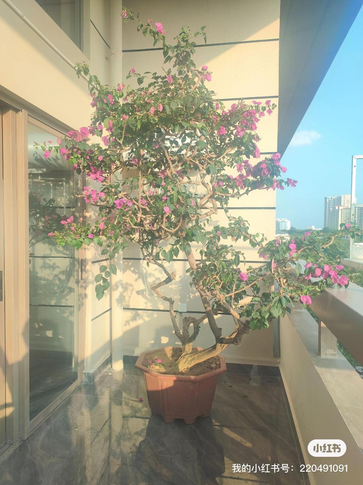 Apartamento Shiguanghui Sanya Exterior foto