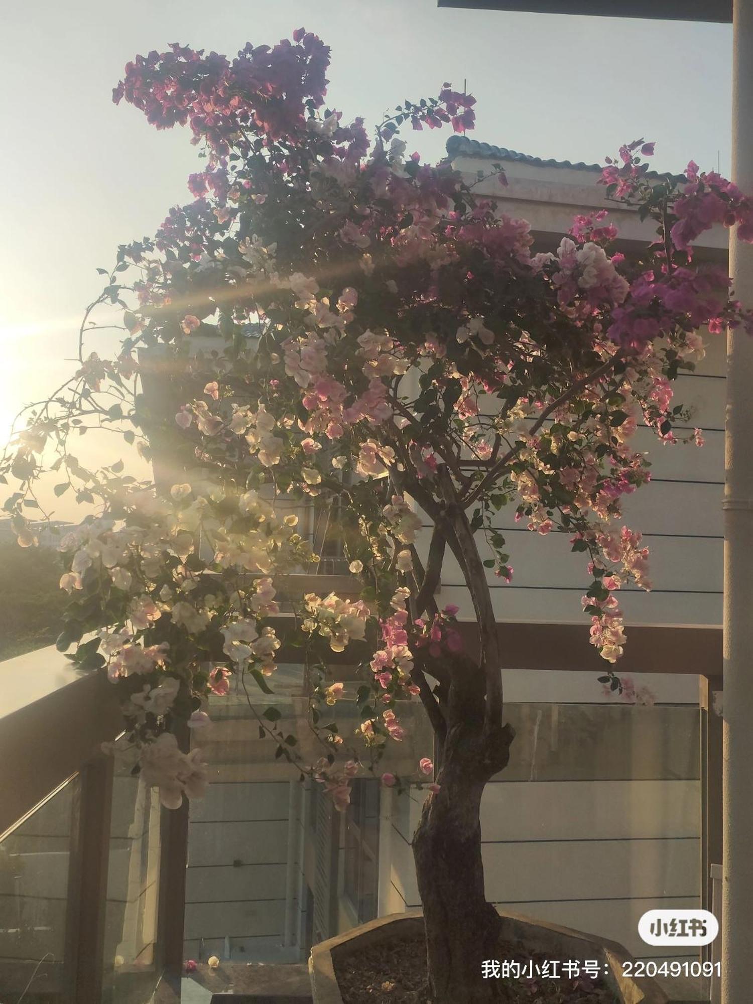 Apartamento Shiguanghui Sanya Exterior foto